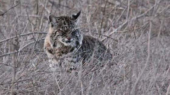 Bobcat
Tennesse Valley, California Bobcat
Tennesse Valley, California